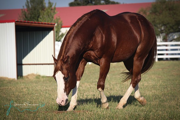 Cavallo Paint Horse Stallone AQHA/APHA solid bay