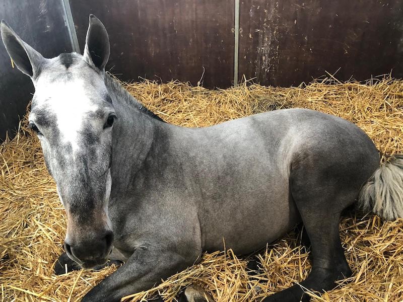 Cavallo grigio nel box a Fieracavalli Verona 2019