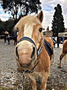 Carosello Haflinger 1 cavalli - Roma
