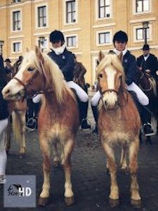 Carosello Haflinger 2 cavalli - Roma