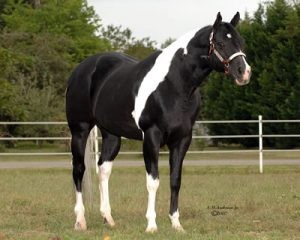 Paint Horse tobiano