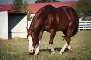 Stallone Paint Horse APHA Solid