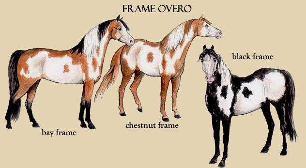 Illustrazione Paint Horse Overo Frame
