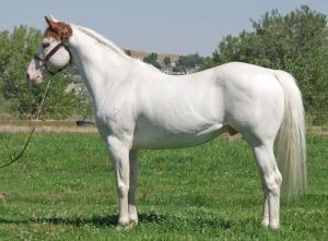 Paint Horse Tovero