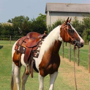 Fattrice Paint Horse Tobiano